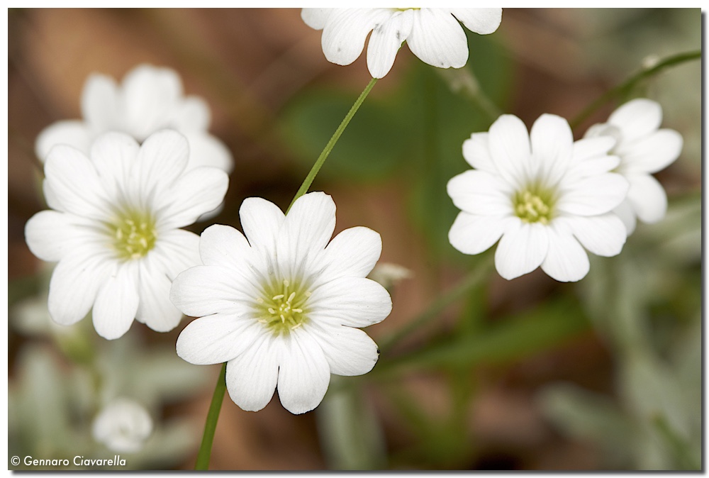 Cerastium tomentosum / Peverina tomentosa